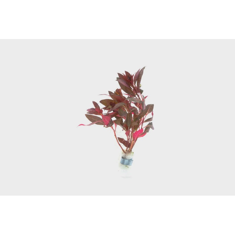 Alternanthera Reineckii