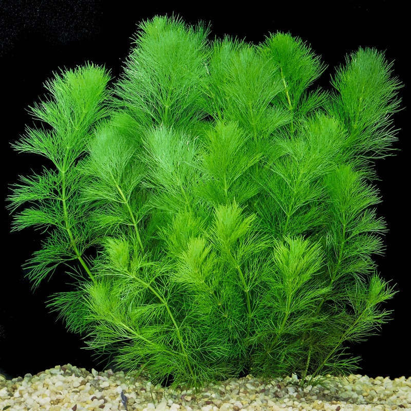 AMBULIA (Limnophila indica)