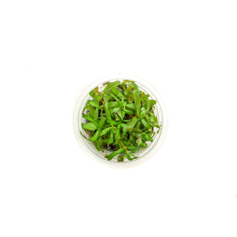 Ammannia Gracilis Aquatic Farmer Tissue Culture