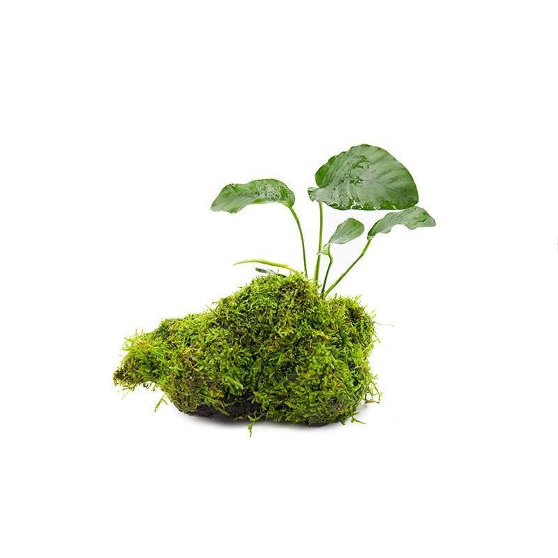Anubias Barteri and Christmas Moss on Driftwood