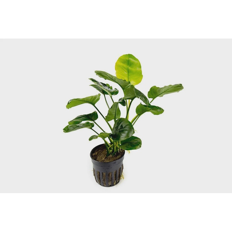 Anubias Barteri Round 'Golden Coin'
