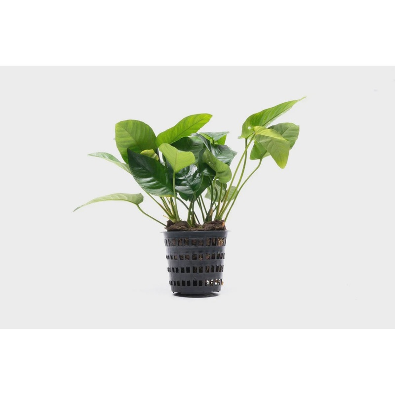 Anubias Barteri Striped Mother Pot