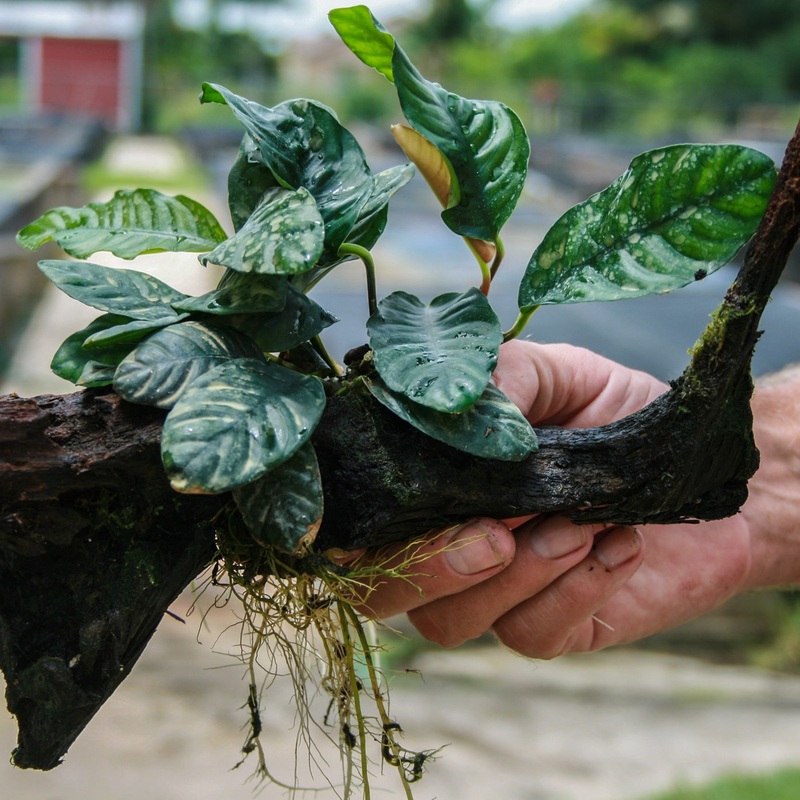 ANUBIAS COFFEEFOLIA POTTED (ANUBIAS BARTERI "COFFEFOLIA")