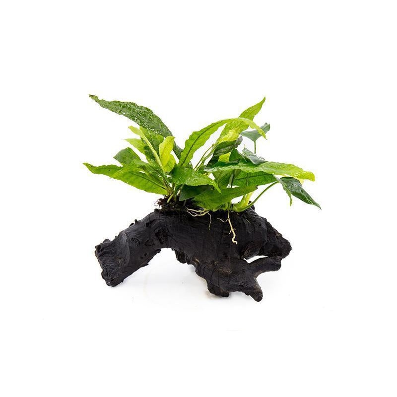 Anubias Nana and Java Fern on Driftwood