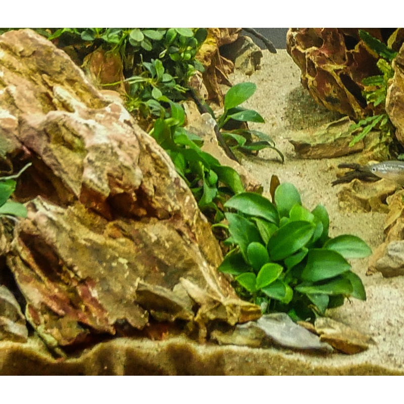 Anubias Nana Petite