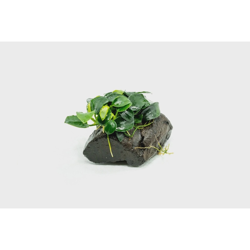 Anubias Nana Petite on Nano Driftwood