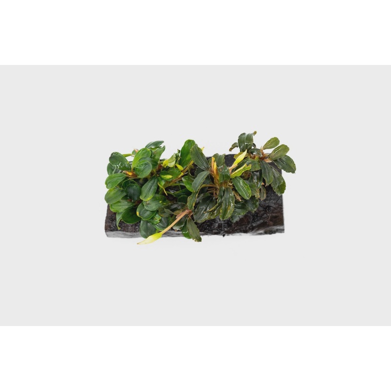 Bucephalandra Mix on Driftwood