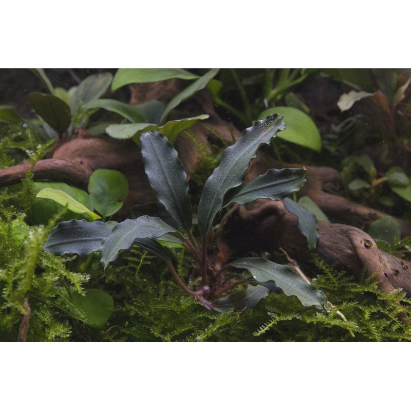 Bucephalandra Red Blade
