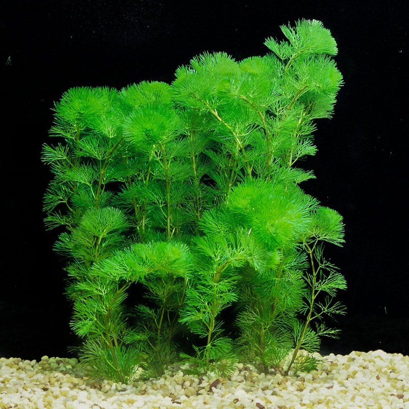 Cabomba Green