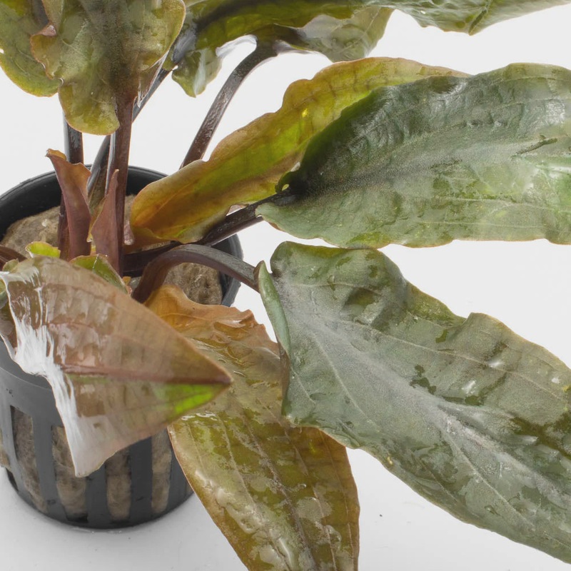 Cryptocoryne Hudoroi