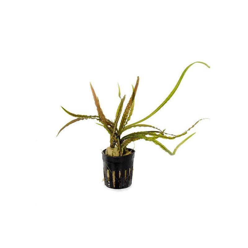 Cryptocoryne Spiralis