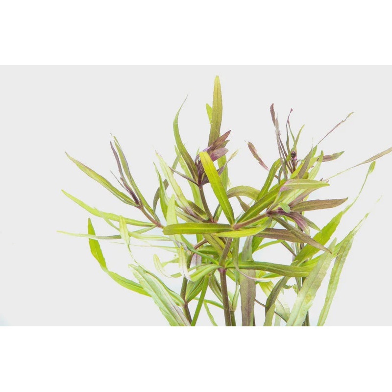 Eusteralis Stellata / Pogostemon Stellatus