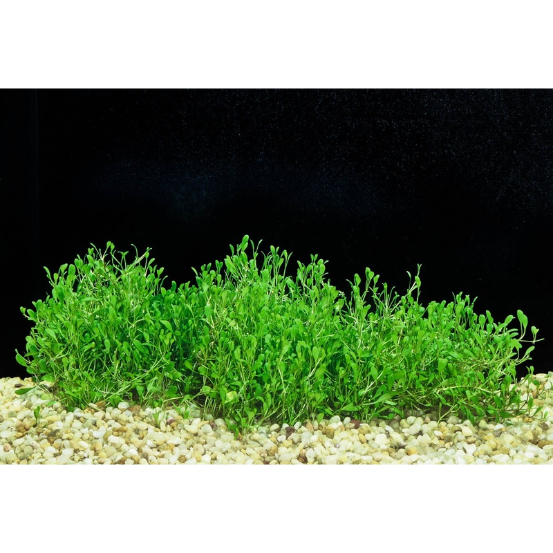 GLOSSOSTIGMA