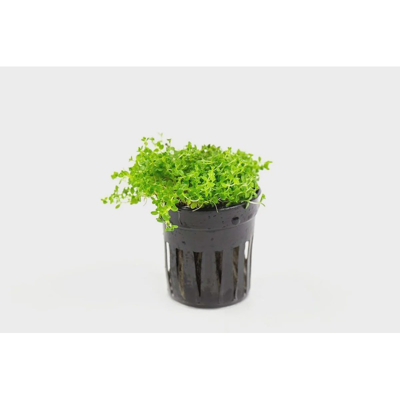 Hemianthus Callitrichoides 'Cuba' (Dwarf Baby Tears) TISSUE CULTURE