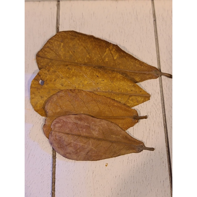Indian Almond Leaves - 10 pack