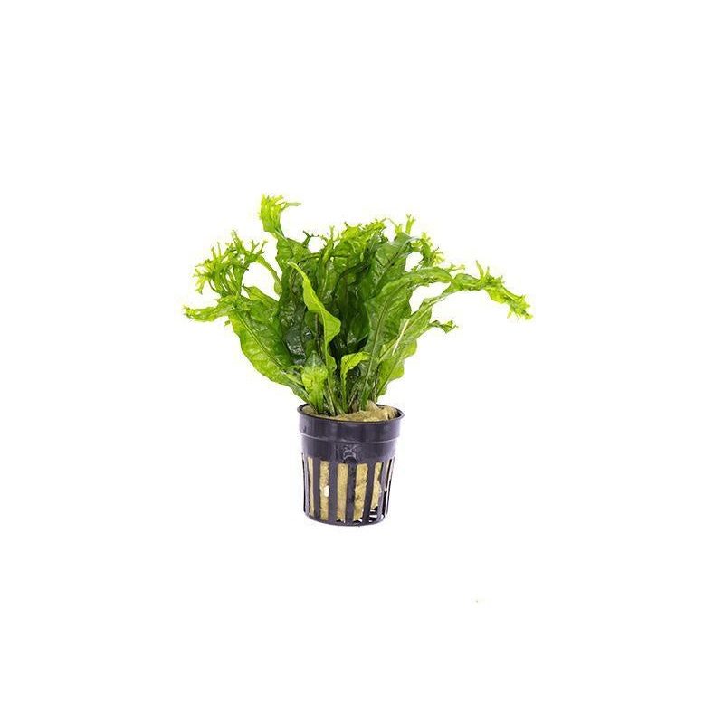 Java Fern  Windelov Large