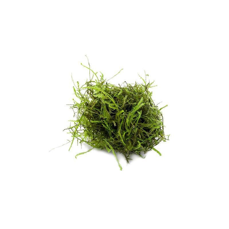 JAVA MOSS PORTION (VESCULARIA DUBYANA)