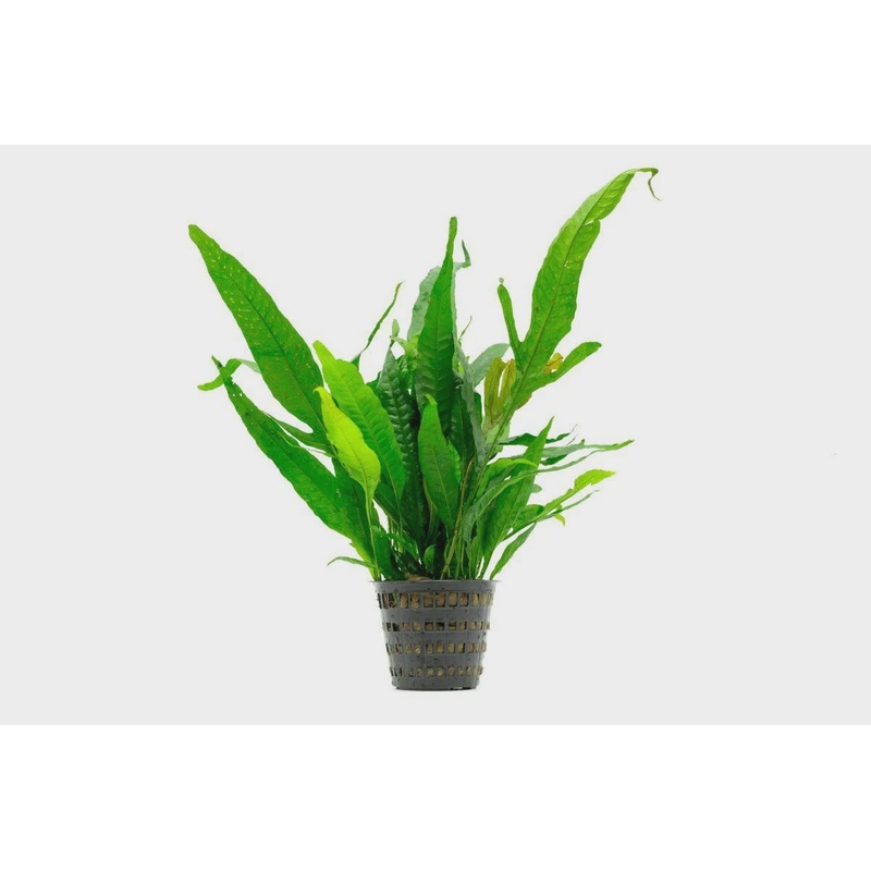 Microsorium pteropus - Java Fern Mother Pot