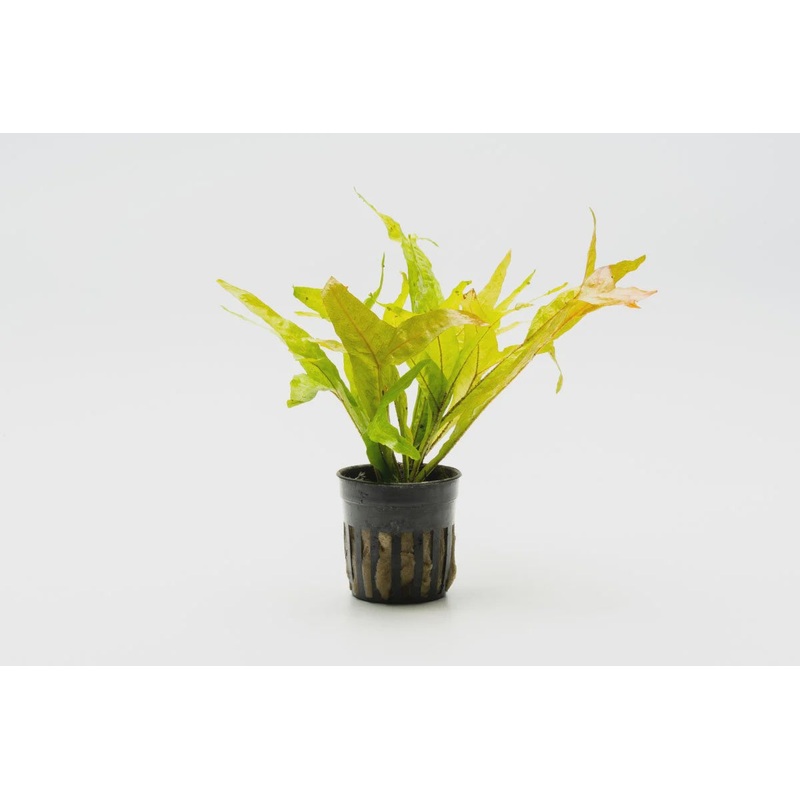 Microsorum Pteropus Fish Tail