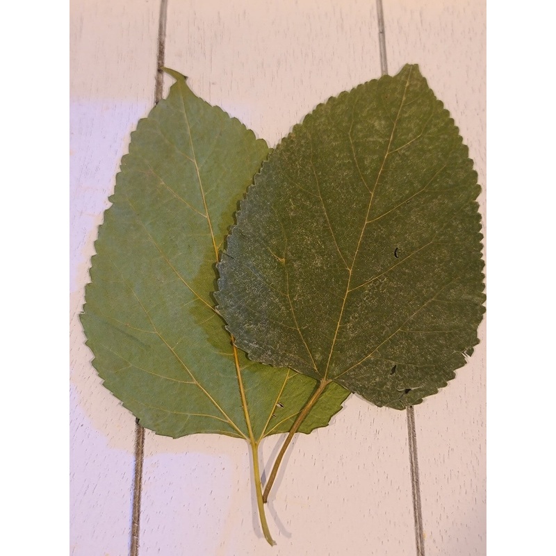 Mulberry Leaves - 10 pack