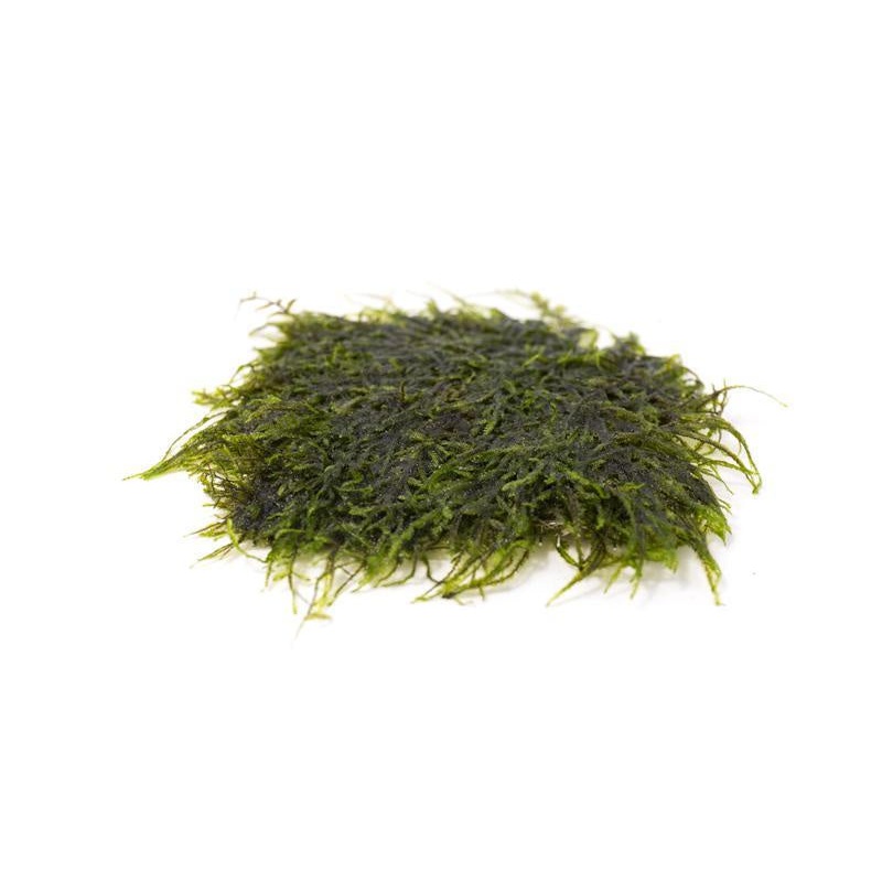 Peacock Moss on Stainless Steel