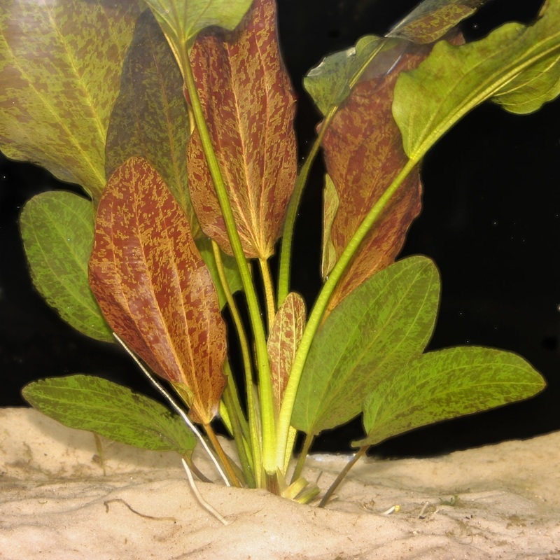 RED FLAME SWORD LG (ECHINODORUS "RED FLAME")