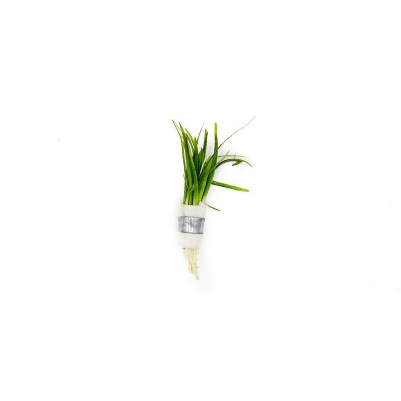 Sagittaria Subulata