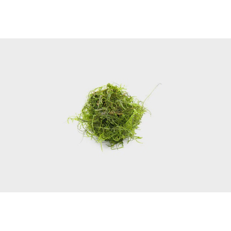 Spikey Moss