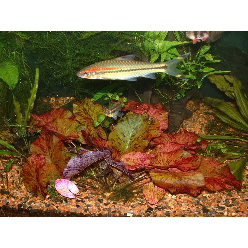 TIGER LOTUS RED (NYMPHAEA LOTUS)