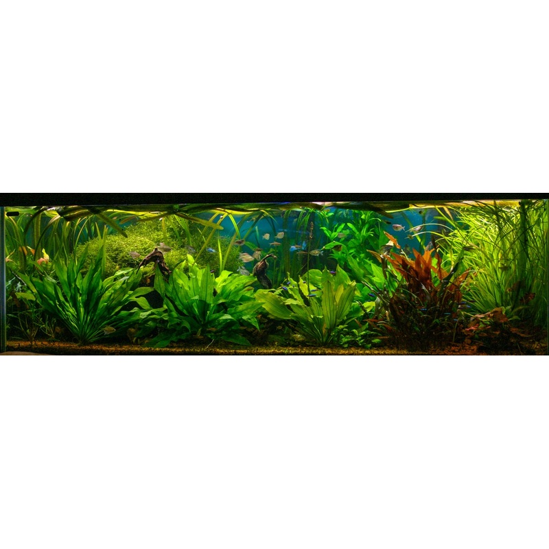 WEDTII RED XL (Cryptocoryne wendtii 'Mi Oya')