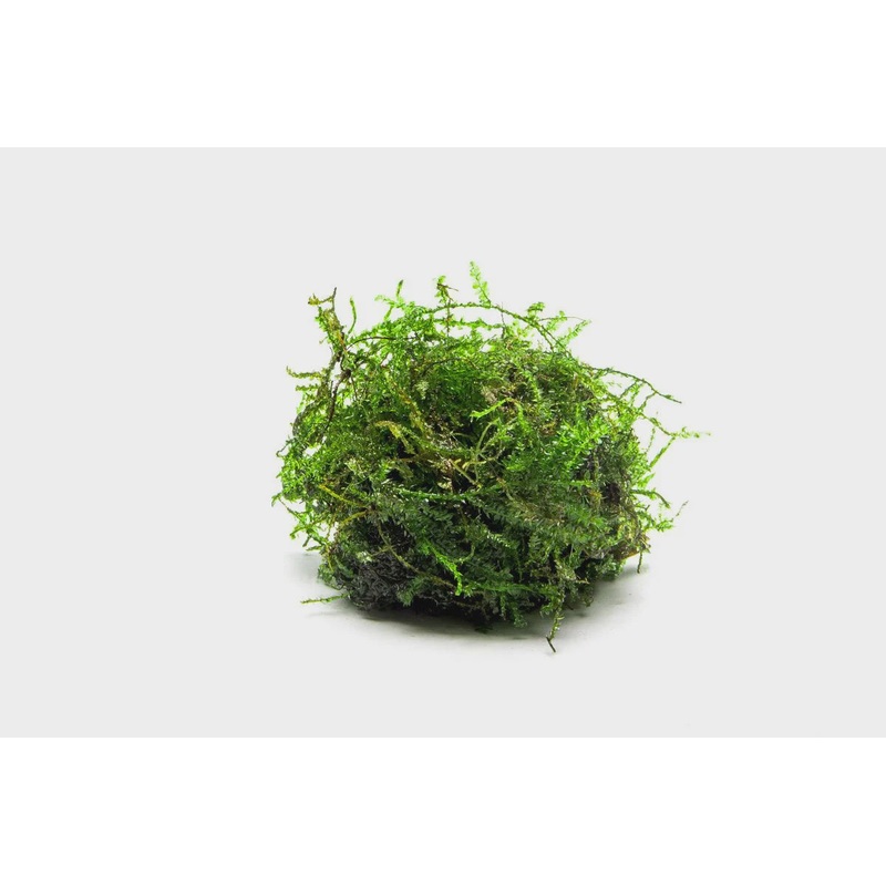 WEEPING MOSS (VESICULARIA FERRIERI)