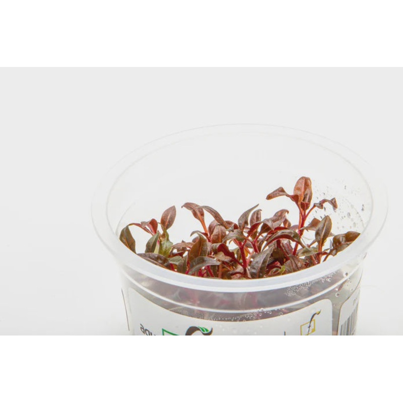 Alternanthera Reineckii 'Mini' Tissue Culture