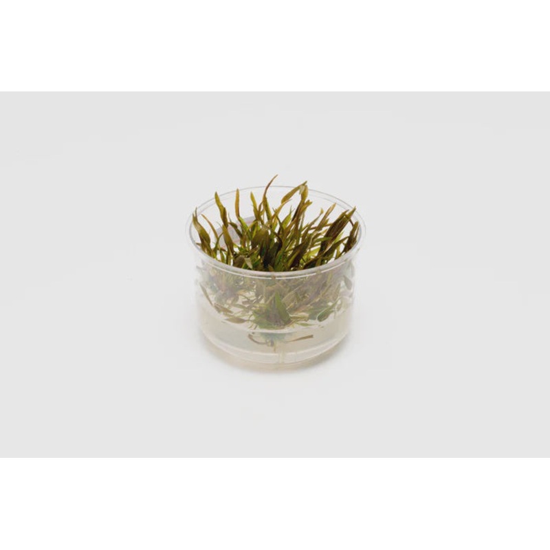 Cryptocoryne Axelrodi Tissue Culture