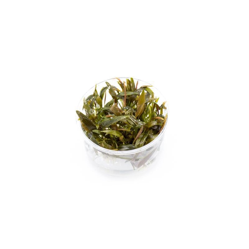 Cryptocoryne Beckettii UNS Tissue Culture
