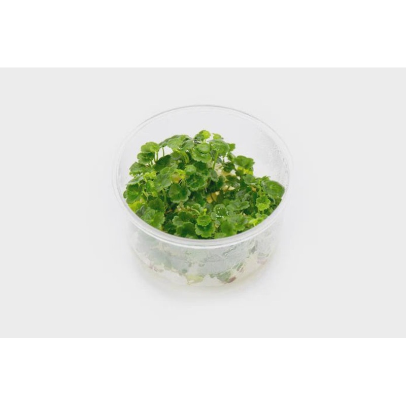 Hydrocotyle Sibthorpioides UNS Tissue Culture