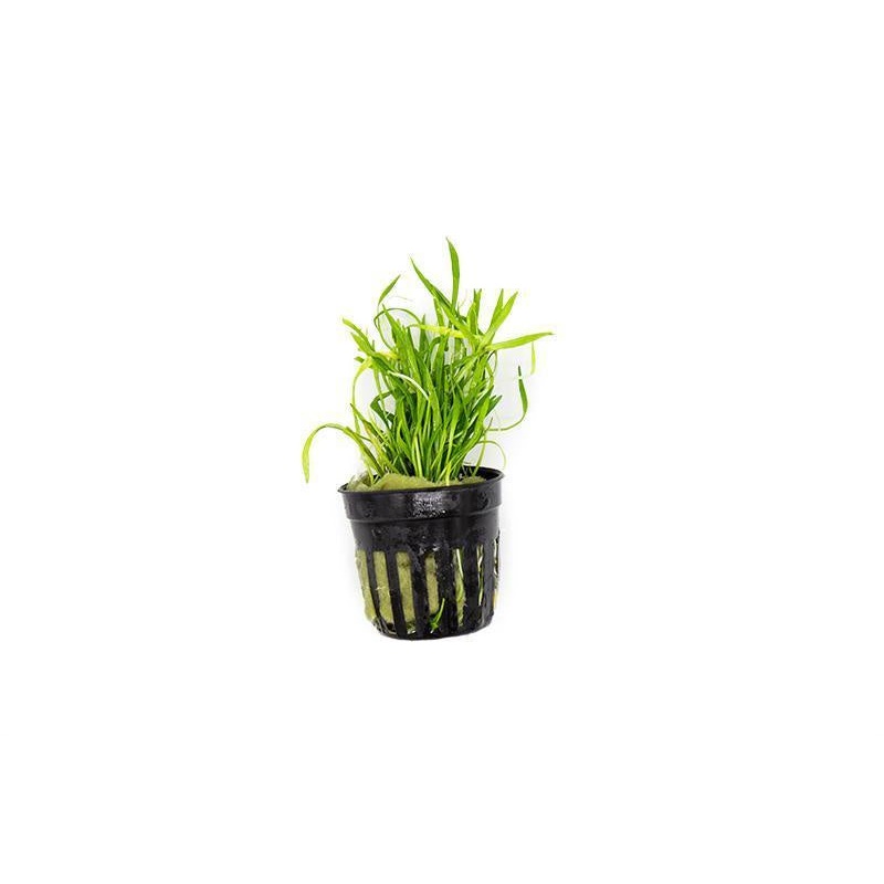 Micro Sword/ Lilaeopsis Novaezelandiae