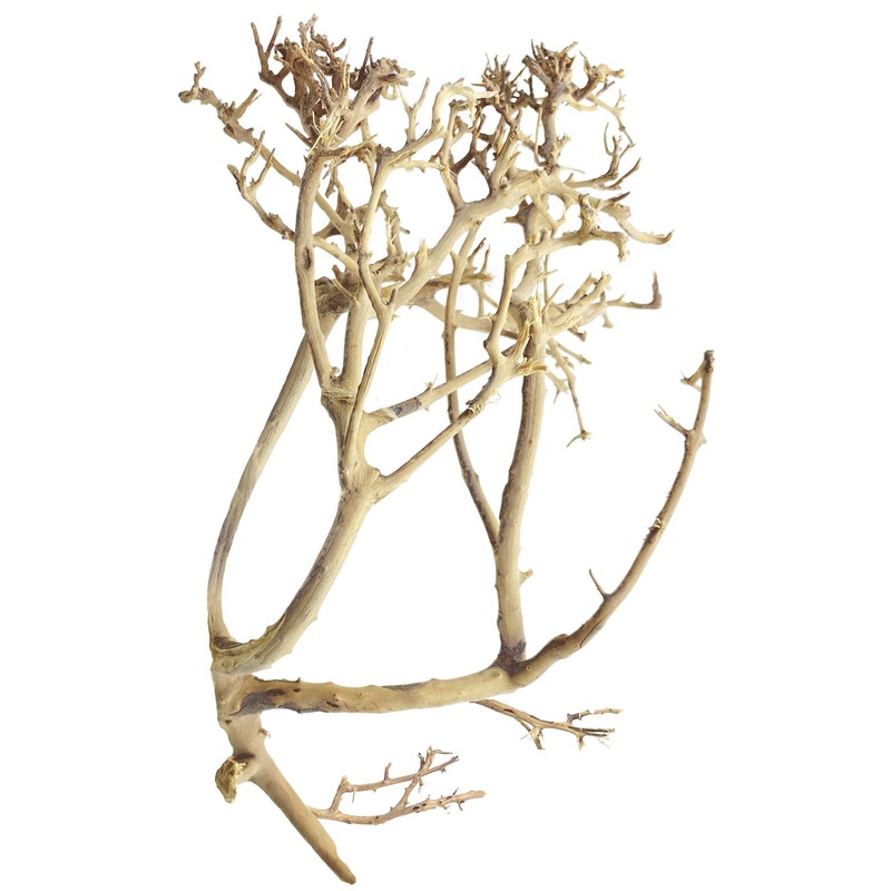 Tiny Ramous Wood 10-14  - Driftwood Branches