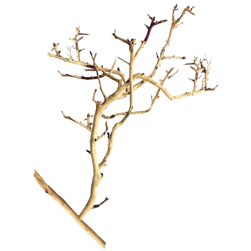 Tiny Ramous Wood 8-10 - Driftwood Branches