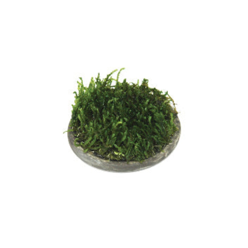 Water plant cultivation ceramic-round