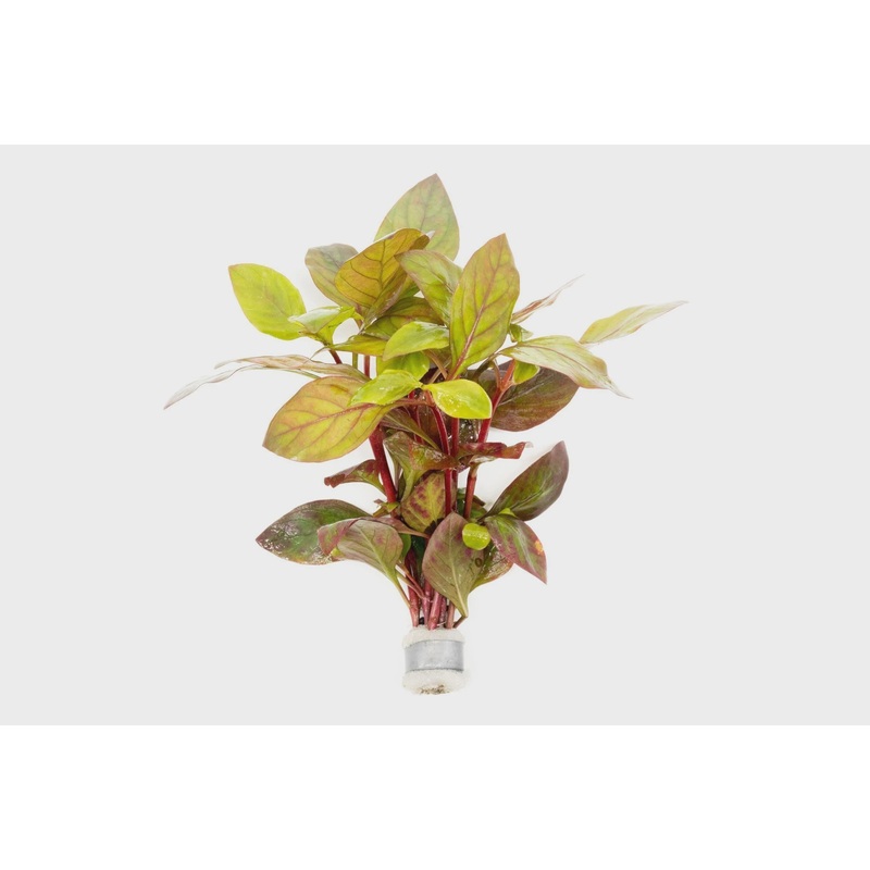 Alternanthera Red Broad Leaf - Lead Bunch