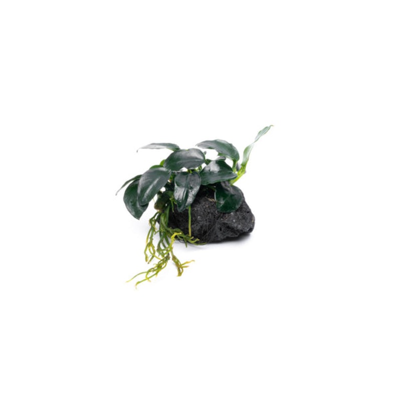 Anubias Barteri Petite on Lava Stone
