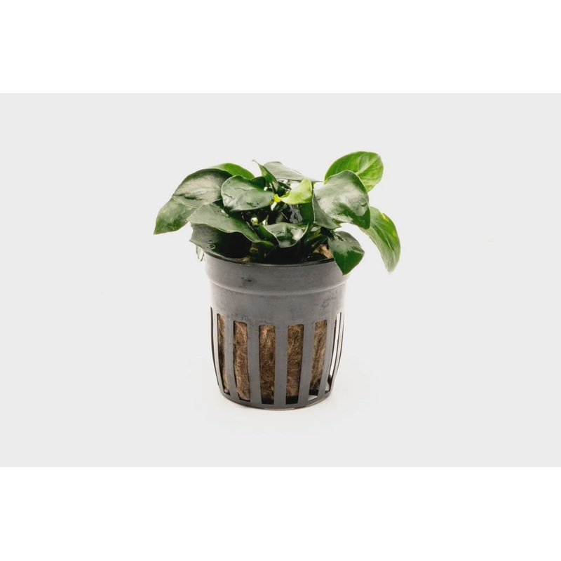 Anubias Barteri Petite Round