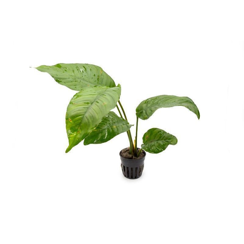 Anubias Heterophylla - CONGO