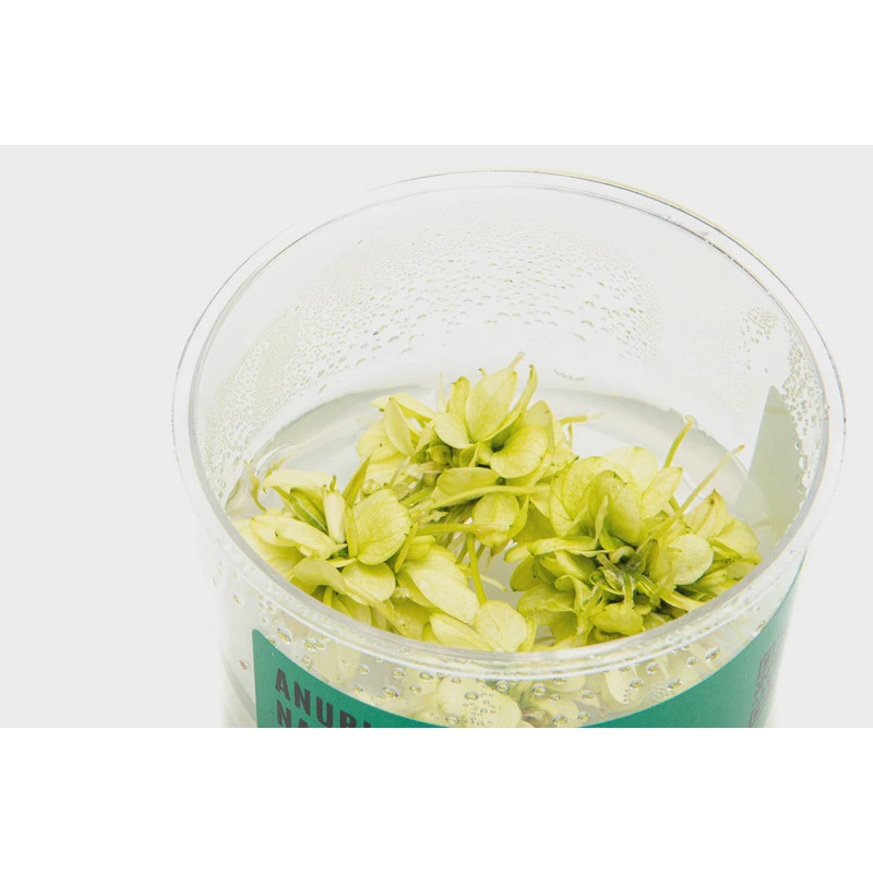 Anubias Nana White Tissue Culture - SMALL CUP