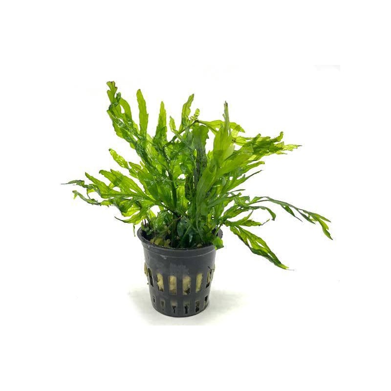 Bolbitis Heudelotii -
