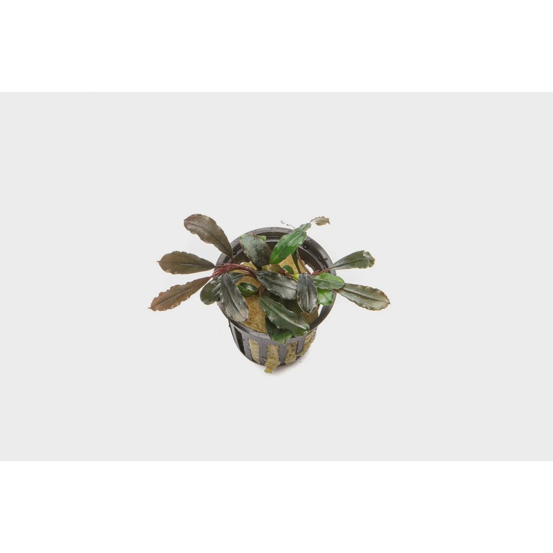 Bucephalandra Godzilla (Kedagang Red)