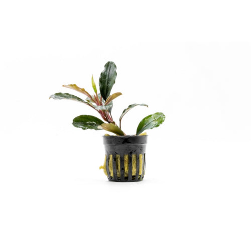 Bucephalandra Theia