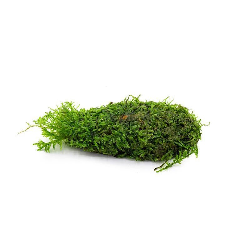 Christmas Moss on Clay