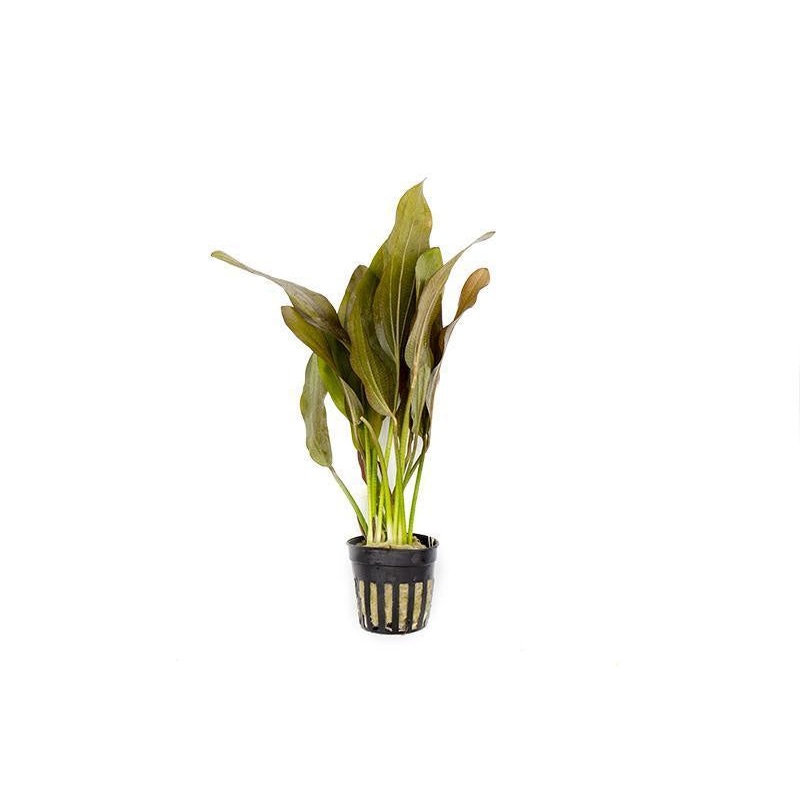 Echinodorus Rose Potted