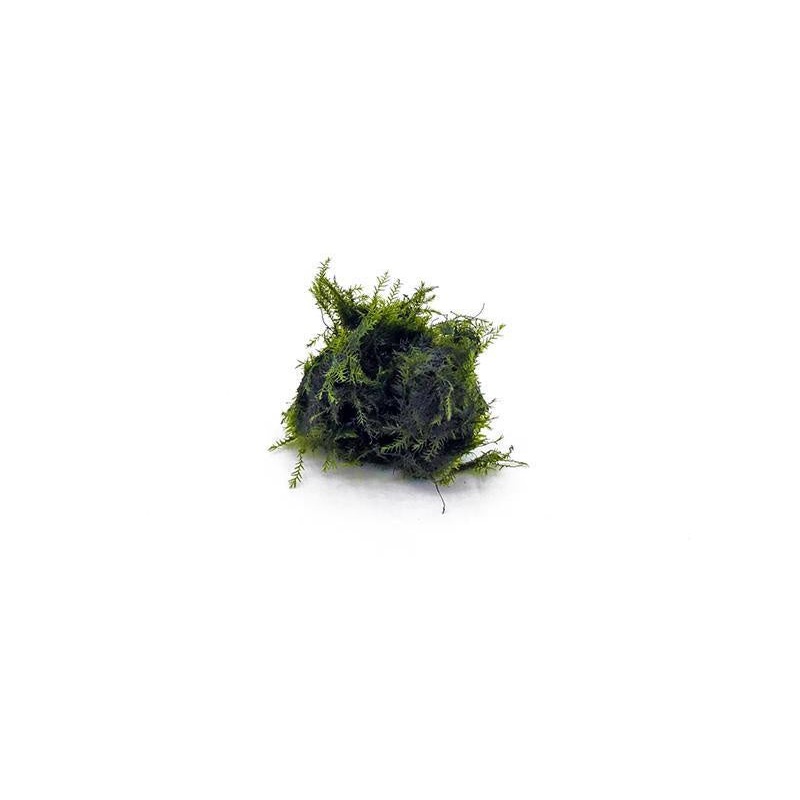 Fissidens Fontanus